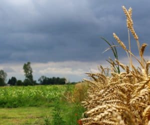 Rolnictwo a&nbsp;pogoda: zbieramy plony… i&nbsp;co dalej?