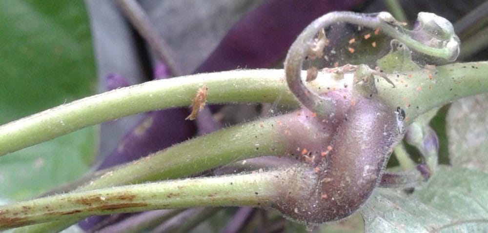 Przędziorki: jak chronić przed nimi buraki cukrowe?