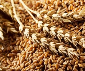 Ceny w&nbsp;skupach: co i&nbsp;za ile na Kujawach?