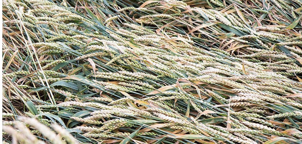 Ziarno: z&nbsp;każdym deszczem słabszej jakości