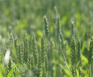 Jeśli nie rzepak, to co? Czy rolnicy postawią na żyto?