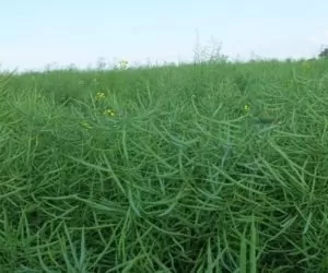 neonikotynidami