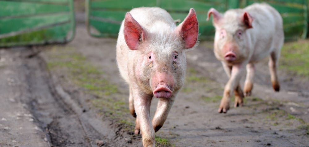 Kolejne przypadki ASF. I&nbsp;co dalej?