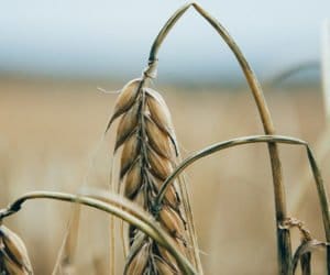 Świętokrzyskie: nawałnica uszkodziła 9&nbsp;tys. hektarów