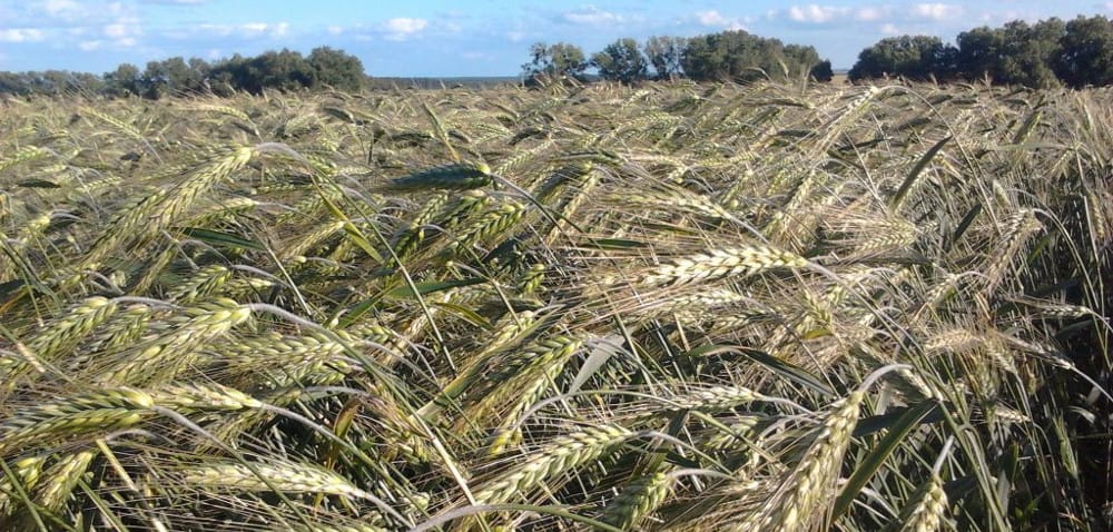 Na Lubelszczyźnie zboża dopiero dojrzewają
