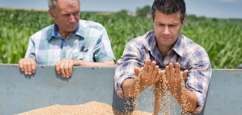 Selektywna zaprawa nasienna: dlaczego warto ją stosować?