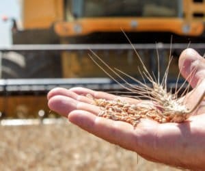 Żniwa 2019 – czas na wstępne podsumowanie [WIDEO]