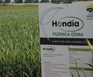 Pszenica ozima Hondia: niedobory wody i&nbsp;słabe gleby jej nie straszne