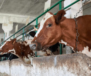 Bydło: selen przeciw zawałowi, molibden przeciw biegunce