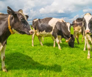 Za dużo mleka… Umorzenia kar nie będzie!