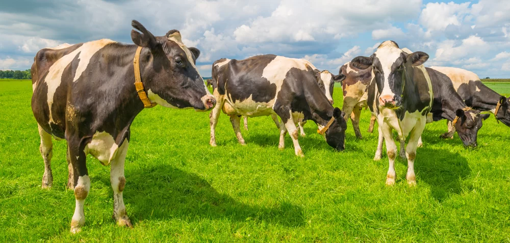 Ubezpieczenie bydła – na co narażone są nasze stada?