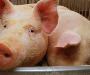 Dalszy spadek pogłowia trzody chlewnej