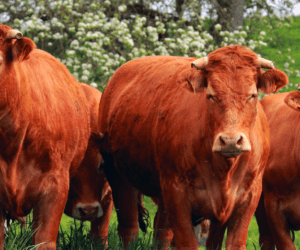 Baby beef czy dorosła wołowina: co się opłaca?