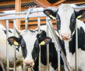 Krowy mleczne rasy HF – jak je hodować?