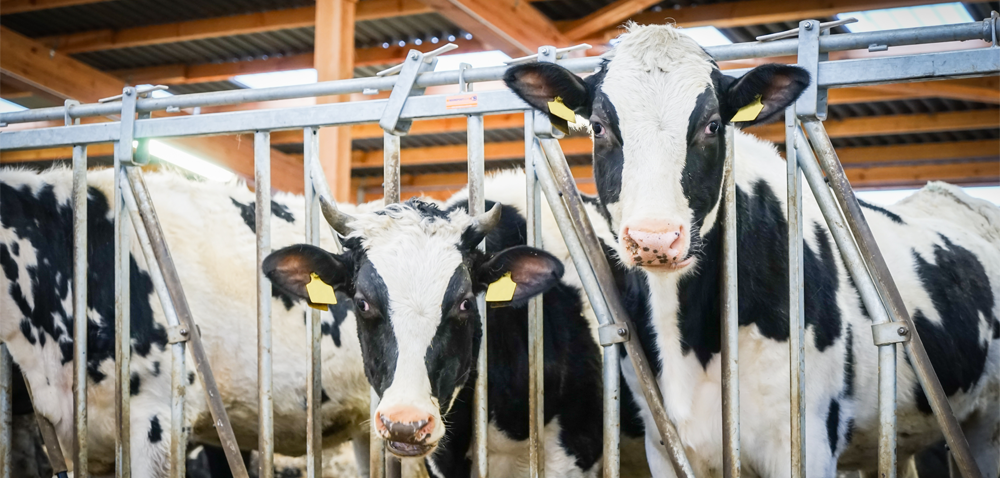 Krowy mleczne rasy HF – jak je hodować?
