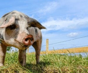 Organoleptyczna ocena jakości pasz