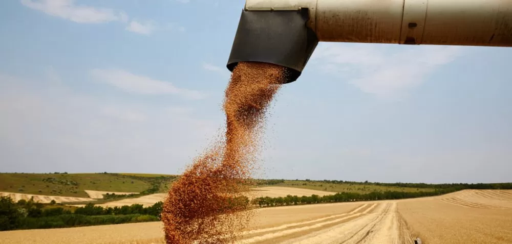 Aktualne ceny zbóż – po ile pszenica, pszenżyto oraz żyto?