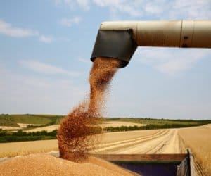 Ceny zbóż w&nbsp;portach – dynamiczna sytuacja na rynku zbóż