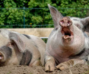 ASF: protest rolników w&nbsp;Białymstoku!