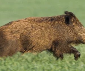 Larwy tasiemca w&nbsp;mięsie dzika.Trzeba uważać na dziczyznę!