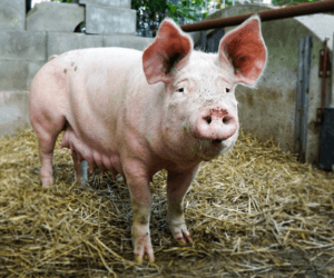 Służby zwierają szeregi w&nbsp;walce z&nbsp;ASF