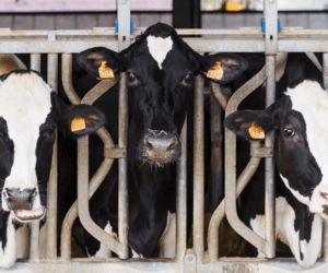 Kwasica u&nbsp;krów: przyczyny, objawy i&nbsp;postępowanie