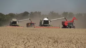 materiał top farms nasiona