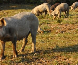 Kolejne ogniska ASF: jak należy postępować?
