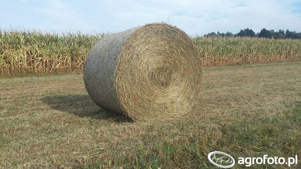 W związku z dużymi opadami deszczu w niektórych częściach kraju słomy jest mniej niż w poprzednim sezonie. (fot. AgroFoto.pl, użytkownik: themr92582)