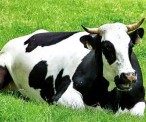 Kulawizny: obserwuj stado!