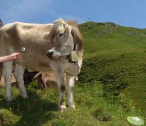 krzyżowanie międzyrasowe