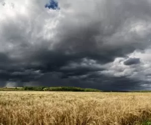Podkarpacie: rolnicy czekają na poprawę pogody