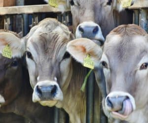 Bydło: cynk, kobalt i&nbsp;jod – dlaczego są ważne?