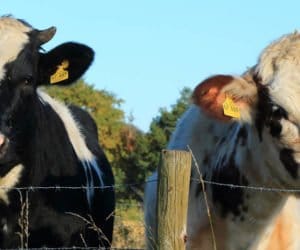 Bydło: mikroelementy – makrozyski w&nbsp;zdrowiu