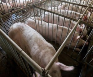 Choroby pasożytnicze świń – lepiej zapobiegać niż leczyć. Część I