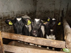 krzyżowanie międzyrasowe