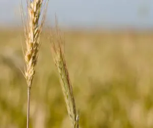 Deszcz sprawia, że zboże porasta i&nbsp;kiełkuje w&nbsp;kłosach