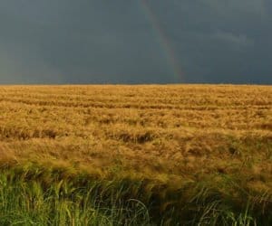 Warmia i&nbsp;Mazury: ceny w&nbsp;skupach z&nbsp;tendencją zniżkową