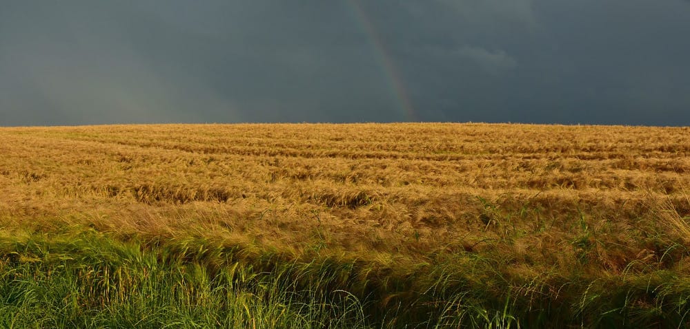 Warmia i&nbsp;Mazury: ceny w&nbsp;skupach z&nbsp;tendencją zniżkową