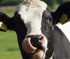 Jak rozpoznać wzdęcie żwacza?