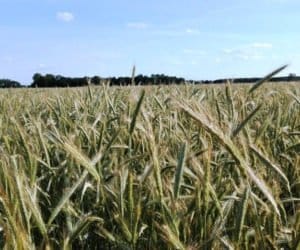DANKO: liczy się tylko najwyższa jakość nasion