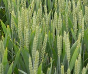 Pszenica ozima Desamo: na słabsze gleby i&nbsp;mroźne zimy