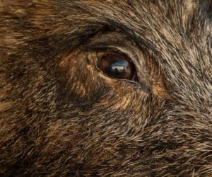 ASF: co tydzień nowe ogniska