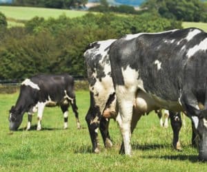 Korekcja racic: dlaczego nie wolno jej bagatelizować?