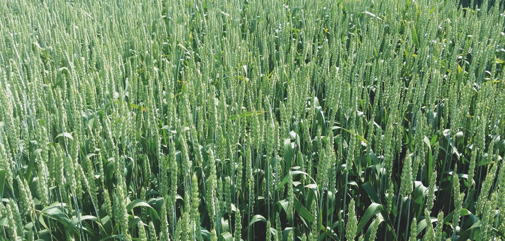 Pszenica ozima Fidelius: odporne ziarno z&nbsp;mocnego źdźbła