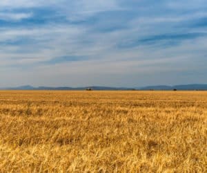 Mazowieckie: ceny zbóż nieco w&nbsp;górę