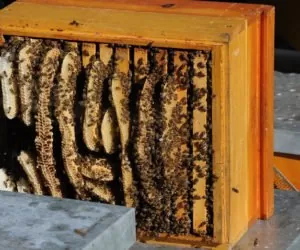 Zgnilec amerykański atakuje pszczoły