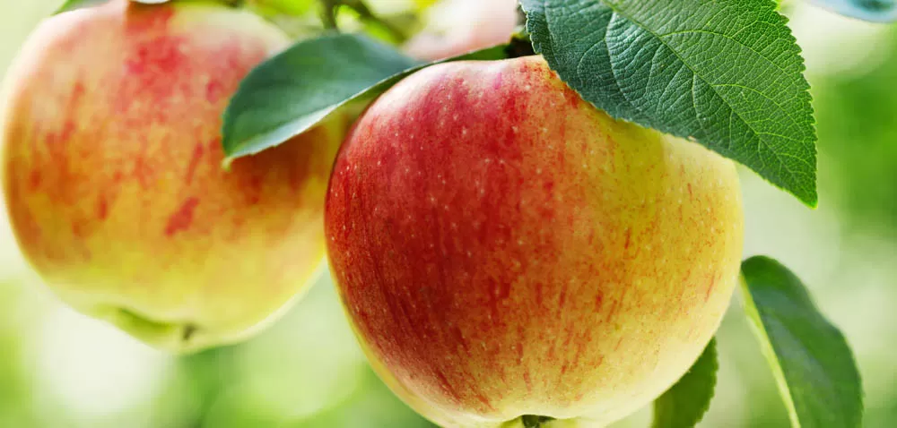 Rynek jabłek w 2017 – opinie sadowników i przetwórców