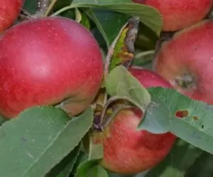 Drzewka owocowe: co z&nbsp;poszukiwanymi odmianami?