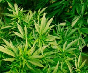 Jakie płatności do upraw konopi włóknistych?